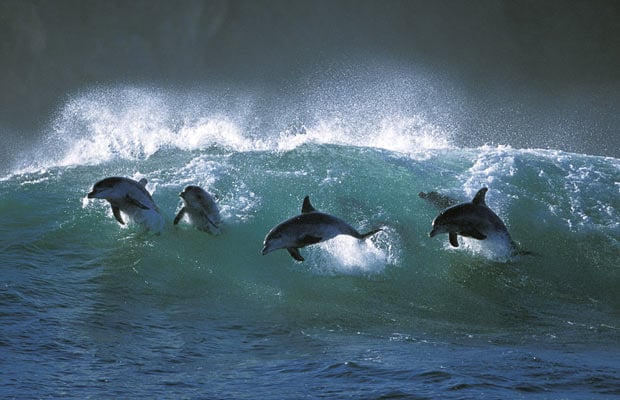 dolphins-surfing-off-the-coast-of-South-Western-Australia-June-2014.jpg